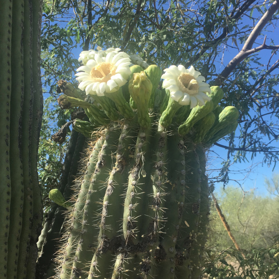 Saguaro with Flowers
